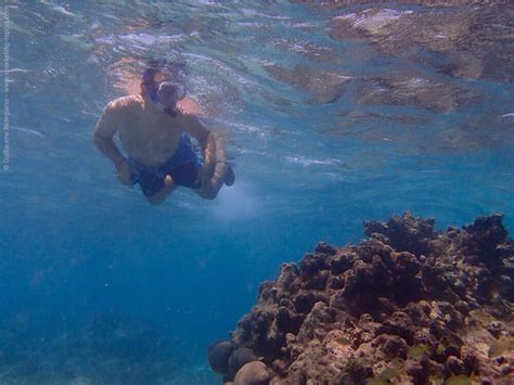 Snorkeling Playa del Carmen, Mayan Riviera | Snorkeling in Mexico