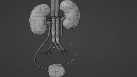 3D Kidney Model - TurboSquid 2080544