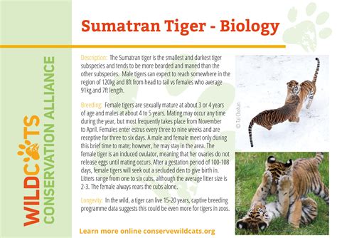 Sumatran Tiger Habitat