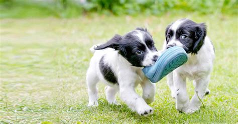 2 puppies playing | Happy Hounds & Cooler Cats