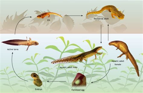 Eastern Newt Life Cycle