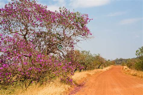 Flor do Cerrado/Cerrado's Flower. Brazil | Argosfoto