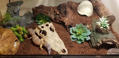 How to Set Up a Leopard Gecko Terrarium? | Gecko terrarium, Leopard ...