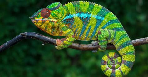 Chameleon Lifespan: How Long Do Chameleons Live? - A-Z Animals