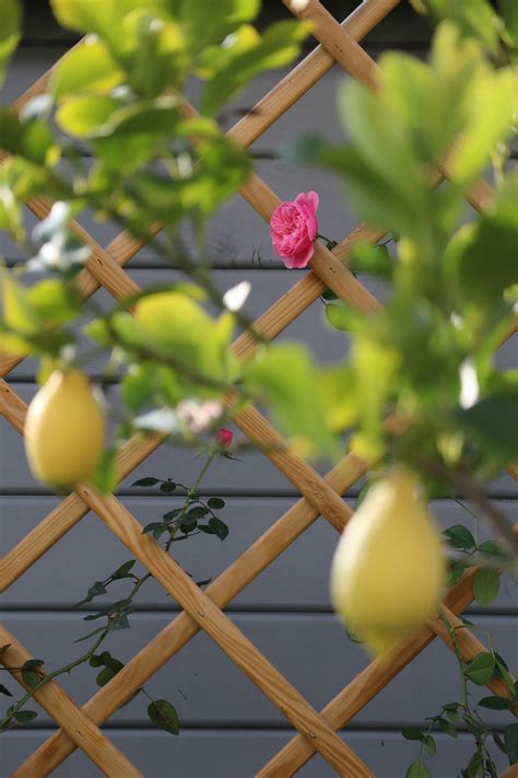 Rose Fence Photos, Download The BEST Free Rose Fence Stock Photos & HD ...