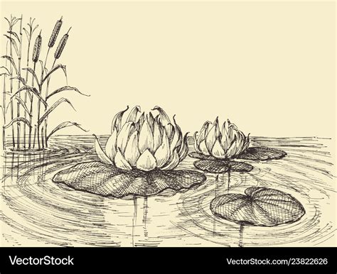 Water lily on the lake hand drawing Royalty Free Vector