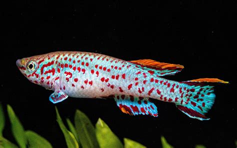 11 Types of Killifish - Popular & Beautiful Species - AquariumNexus