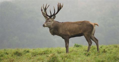 Scottish Highlands named best place in the UK to spot wildlife ...