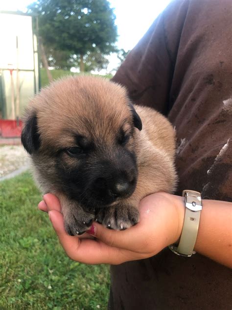 Belgian Malinois Shepherd Puppies | Abiding Acres Farm – Red Devon ...