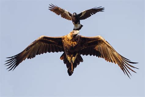 Wedge-tailed eagle under attack - Australian Geographic