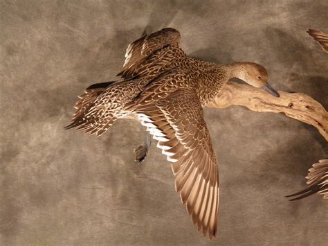 Pintail Hen | Pintail Hen, Landing with Wings Cupped, Back O… | Flickr