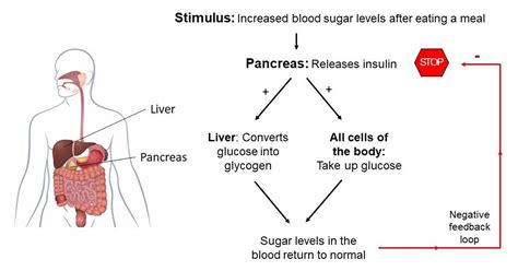 Pancreas - Hormones Australia