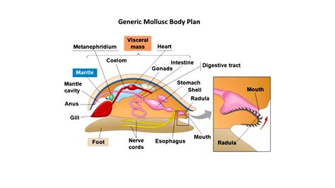 What is the purpose of Radula?