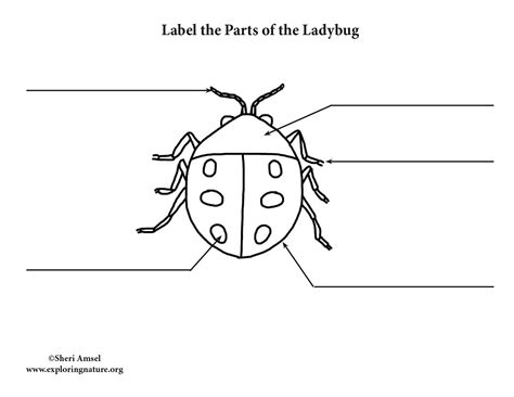 Labeled Ladybug Diagram