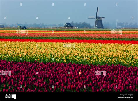 Tulip Fields North Holland Netherlands Stock Photo - Alamy