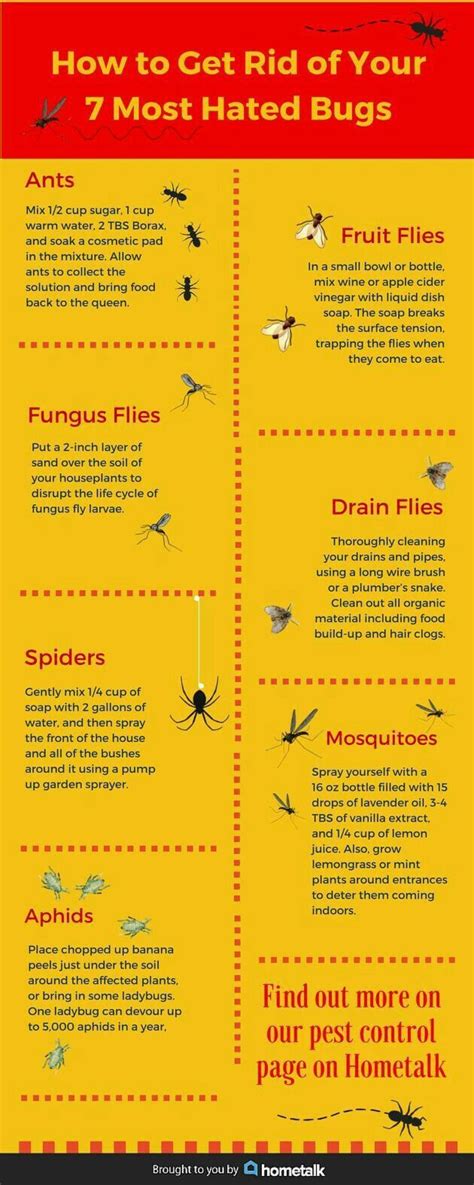 fungus gnat life cycle uk - Mikaela Spicer