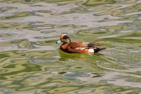 American Wigeon Duck Photograph by TJ Baccari - Fine Art America