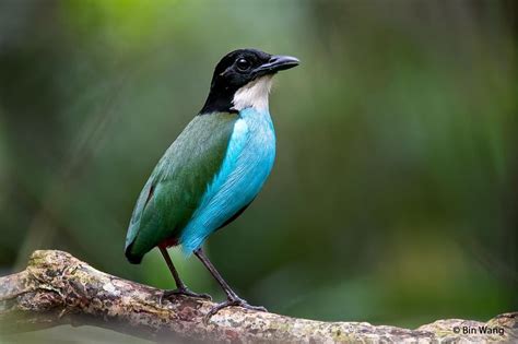 Azure-breasted Pitta (Pitta steerii) Bird perched on a branch. | the ...