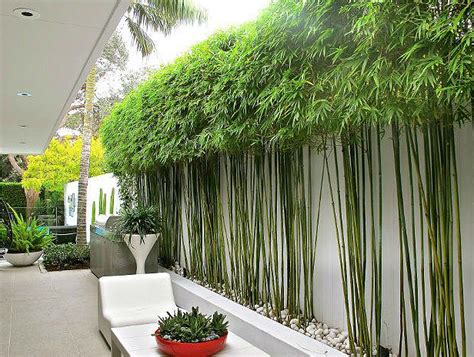 10 Bamboo Landscaping Ideas - Garden Lovers Club | Modern garden ...