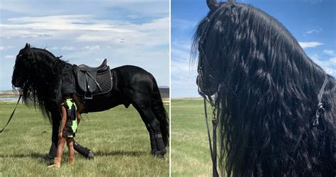 Friesian Horse Price: Yup, Kim Kardashian Paid That Much for 14 ...