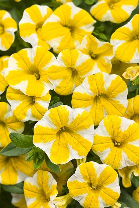 Calibrachoa Plant Care - How to Grow Million Bells | Garden Design