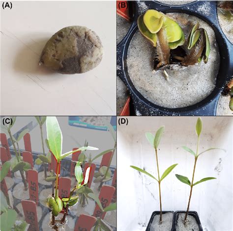 Avicennia germinans: polyembryonic, mature propagule (A) and different ...