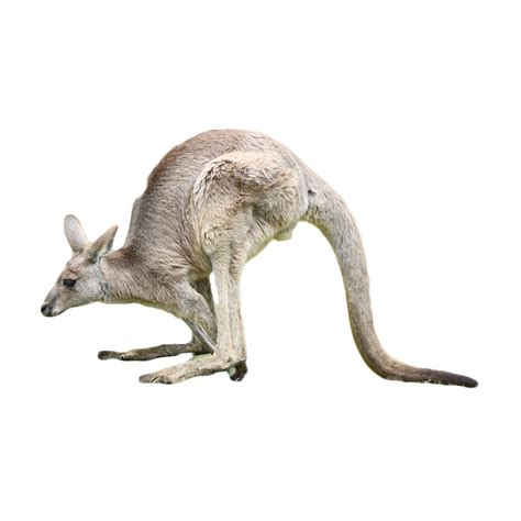 Kangaroo PNG Transparent Images Free Download | Vector Files | Pngtree