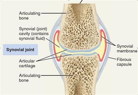 Describe the Structure of a Synovial Joint Use This Description