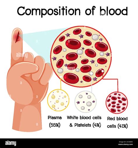 Composition of blood diagram illustration Stock Vector Image & Art - Alamy