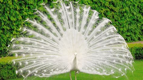 White Peacock Wallpaper HD - Live Wallpaper HD