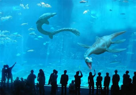 Monterey Bay Aquarium - Live Camera | Epic Experiences