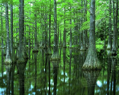 USA, Florida, Apalachicola National Forest, Bald Cypress - Stock Photo ...