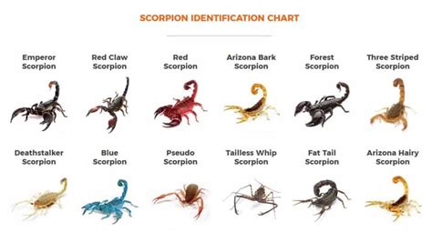 Scorpion Venom - Intro, Uses & Benefits of the Costliest Liquid