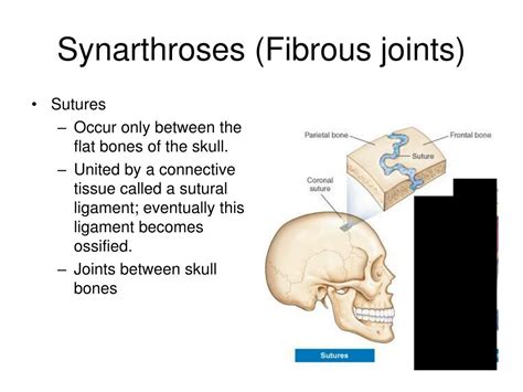 PPT - Articulations Chapter 9 PowerPoint Presentation, free download ...