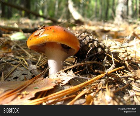 Beautiful Young Agaric Image & Photo (Free Trial) | Bigstock