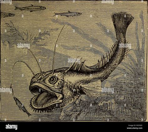 . Elements of zoölogy. Zoology. THE TRUE FISHES. I9]. Fig. 233.—The ...