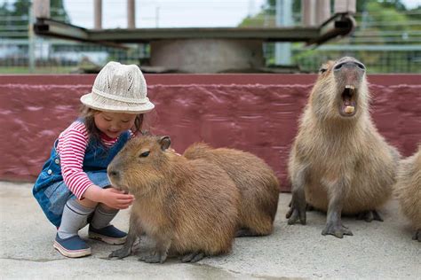 Capybaras: The Semiaquatic Rodents with Unique Habits and Traits - A-Z ...