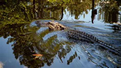 Okefenokee Swamp Animals