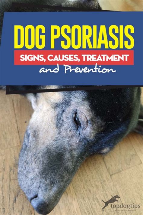 Dog Psoriasis: Symptoms, Causes, Treatment and Prevention