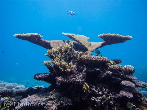 Breathtaking views of coral reefs at Kwajalein Atoll, Marshall Islands ...