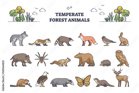 Temperate Woodland And Shrubland Animals