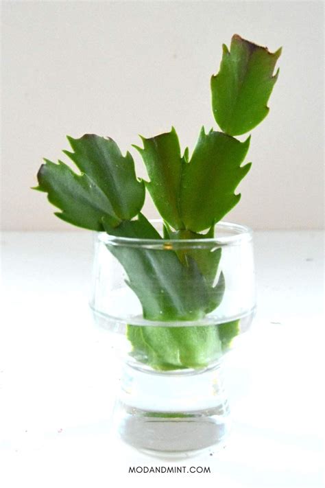 3 Ways to do Christmas Cactus Propagation