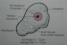 8 Endolimax nana ideas | medical laboratory science, medical laboratory ...