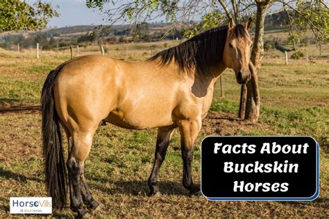 Buckskin Horse Facts, Origins & Colors (W/ Pictures & Videos)