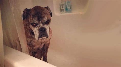 Funny Dogs Reactions To Bath Time | Funny Dog Compilation - YouTube