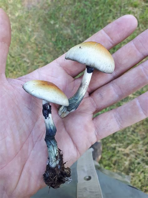 Psilocybe cubensis: The Ultimate Mushroom Guide