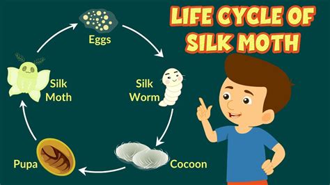 Life Cycle Of A Moth Worksheet