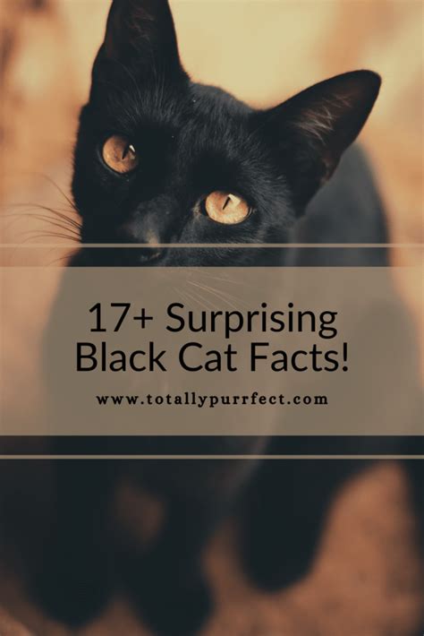 17+ Surprising Black Cat Facts (You Need To Know!)