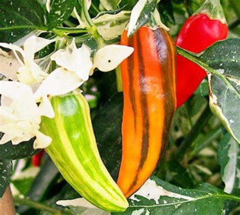 Fish Pepper, a Legacy of the African American Garden | Epicurious