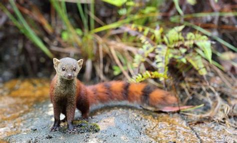 World of Mongoose: Breeds, Behavior, Characteristics, Diet and Beyond